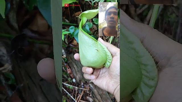Nepenthes rafflesiana di Hutan Kerangas Kapuas Hulu Kalimantan Barat смотреть онлайн