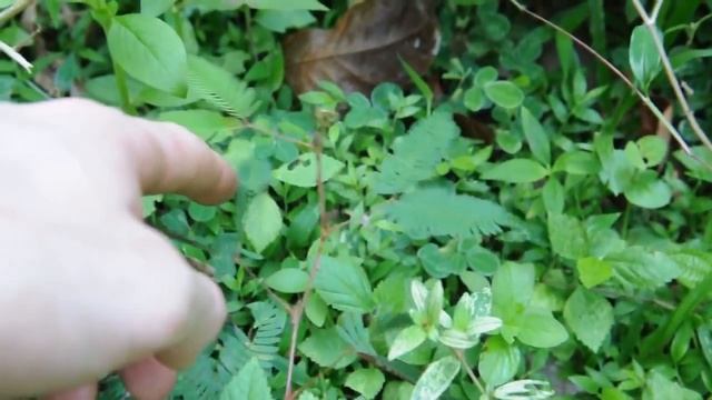 Растения, сворачивающиеся от прикосновения смотреть онлайн