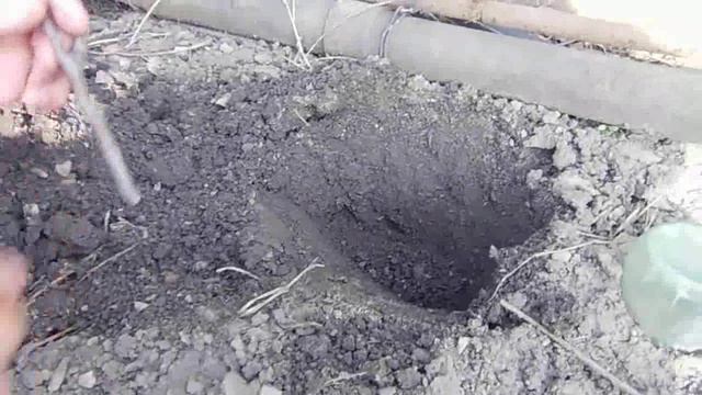 10 - Размножение Деревьев Черенками! Посадка Саженцев Абрикосы Весной и уход за ней смотреть онлайн