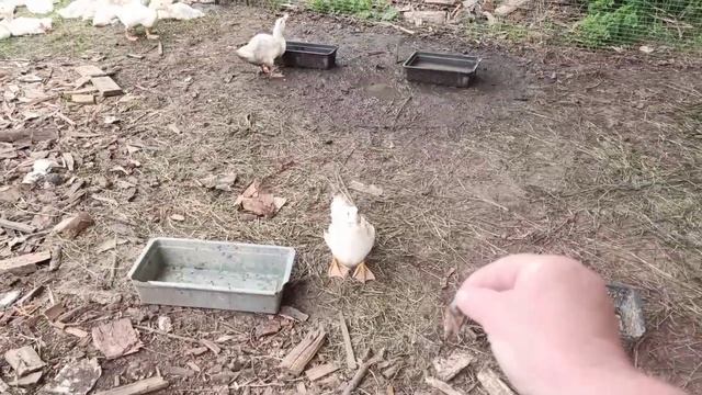 Утка ест майских жуков . смотреть онлайн