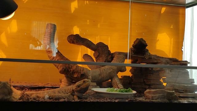 Наш опыт содержания и разведения БОРОДАТЫХ АГАМ смотреть онлайн