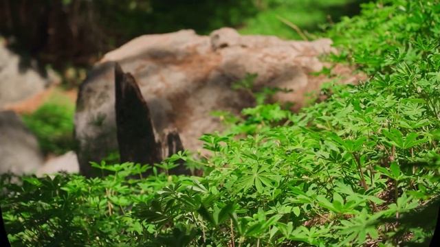 Сириус самая яркая звезда нашего неба смотреть онлайн