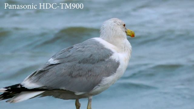 Сравнительный тест Panasonic HDC TM900 и Panasonic Lumix DMC FZ300_04_06_2020_UHD смотреть онлайн