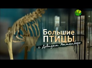 Большие птицы с Дэвидом Аттенборо