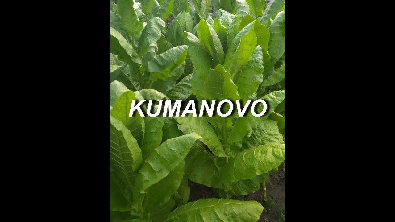 СОРТ ТАБАКА KUMANOVO ( КУМАНОВО ) смотреть онлайн