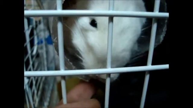 Крепкий сон шиншиллы смотреть онлайн