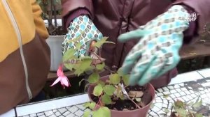 Фуксии в саду  Подготовка фуксий к зимовке