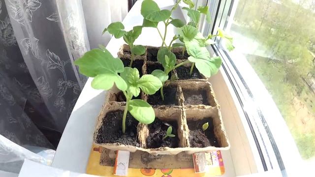 Рассада: арбузы и дыни смотреть онлайн