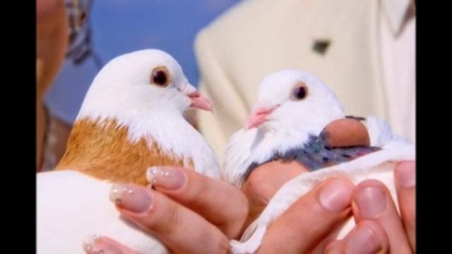 Бизнес идея: Голуби на свадьбу смотреть онлайн