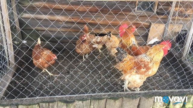 Гуси Гуси га га га на счастливой ферме смотреть онлайн