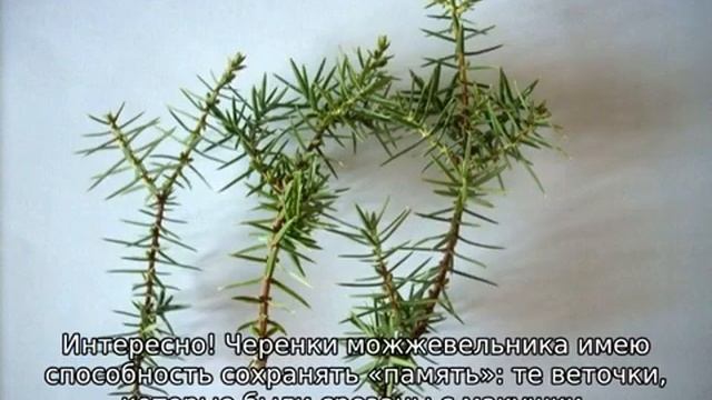 Черенкование можжевельника летом и осенью смотреть онлайн