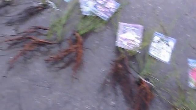 Рынок саженцев, Что и как нам продают. смотреть онлайн