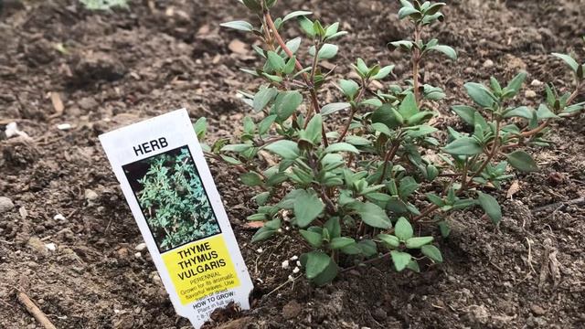 Growing Thyme in the herb garden смотреть онлайн