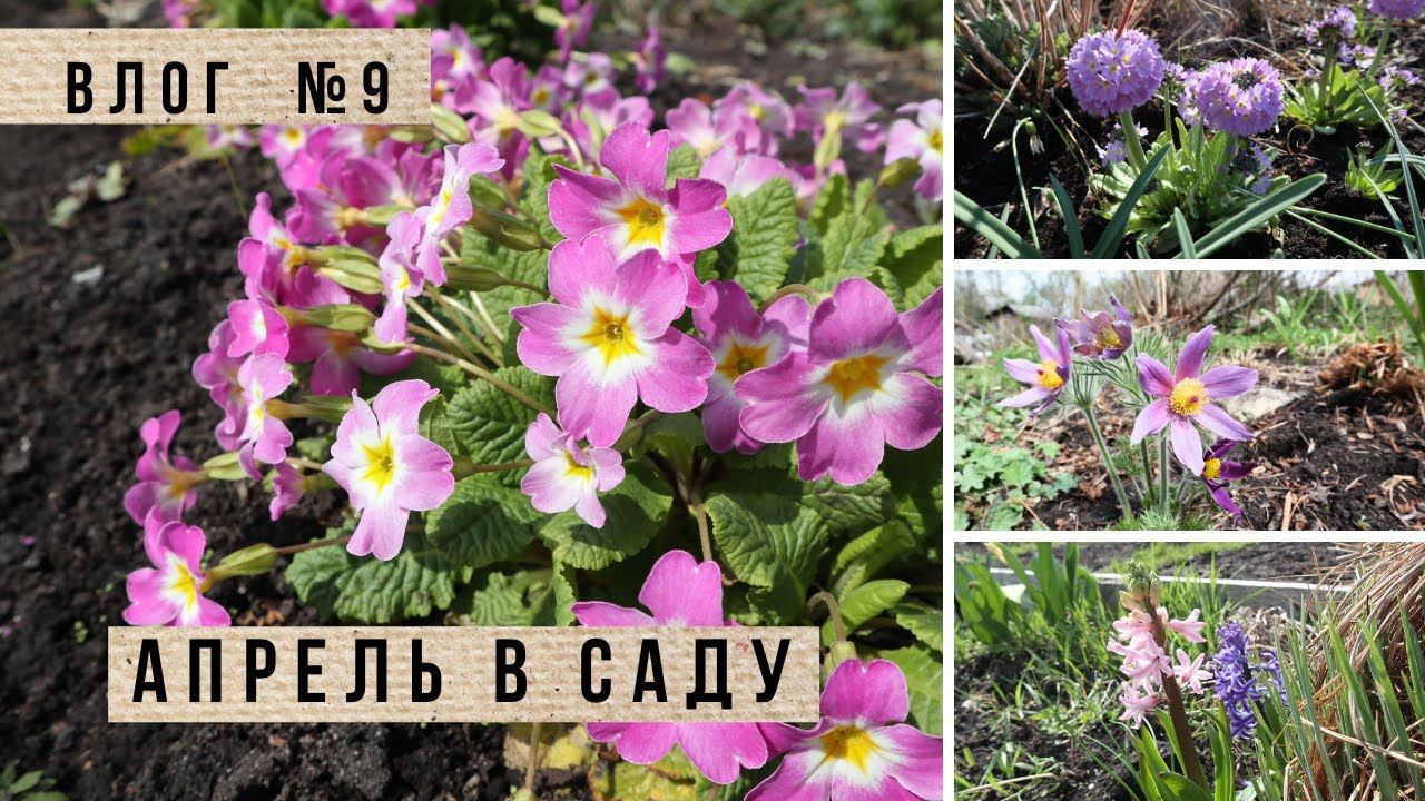 Апрель в саду / Обзор растений, изменения и планы / Калиновка и Алёнин сад смотреть онлайн