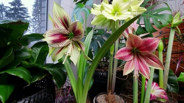 5 Hippeastrum time laps ?Yellow star, Exotis Star, Papilio, Charisma, Spartacus смотреть онлайн