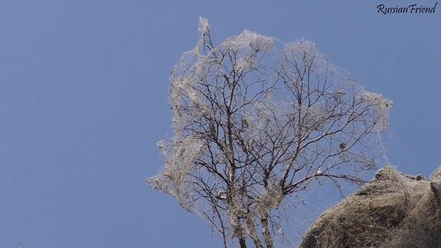 Иностранка в России (Байкал, Баргузин) ★ My Austrian friend visits Siberia (Baikal, Russia) смотреть онлайн