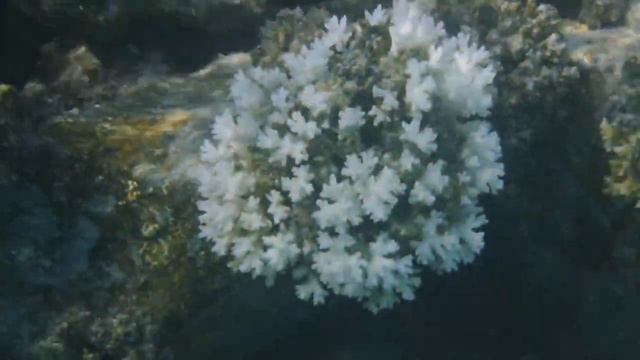 RIU Atoll Snorkelling 14/11/21 pm смотреть онлайн