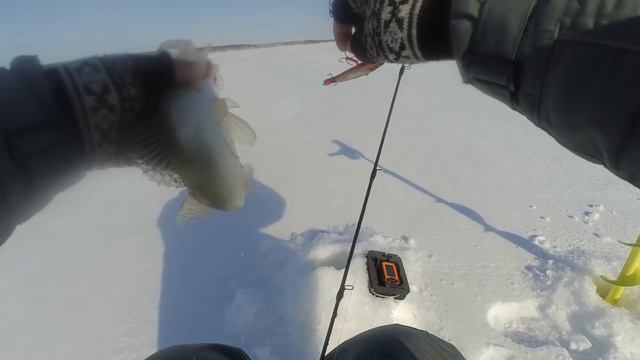 А СУДАК И НЕ ЗНАЛ, ЧТО УЖЕ МАРТ! Зимняя рыбалка, судак на раттлин зимой. смотреть онлайн