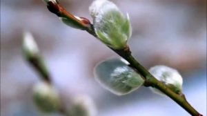 П.ЧАЙКОВСКИЙ.ВРЕМЕНА ГОДА.АПРЕЛЬ.ПОДСНЕЖНИК.