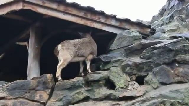 Молодые архары из берлинского зоопарка | Young argalis of Berlin Zoological Garden смотреть онлайн