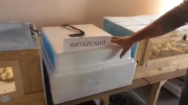 Какой купить инкубатор, обзор Несушка, Блиц, китайский смотреть онлайн