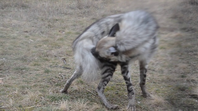 Доброе утро от гиены Симона ! смотреть онлайн