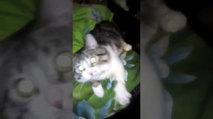 Кот - Крокодил