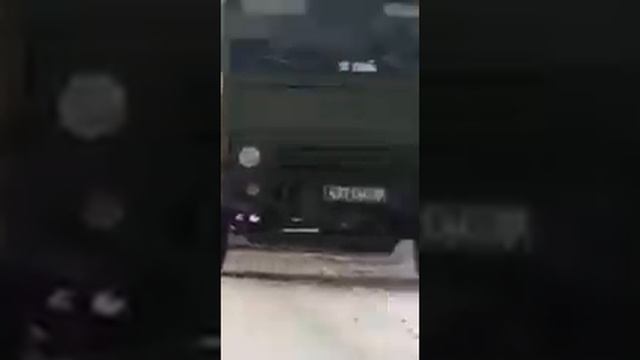 Белые медведи
