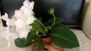 Глоксиния. Уход в домашних условиях