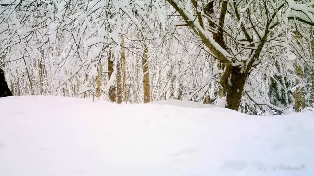 Сойка, рябчик, лисица и лоси TRAIL CAMERAS IN THE WOODS смотреть онлайн
