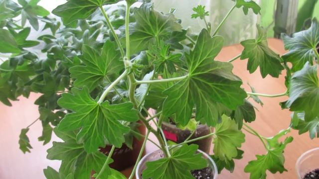 Как перезимовали пеларгонии (герани) смотреть онлайн