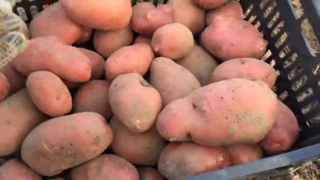 Картофель Гранд смотреть онлайн