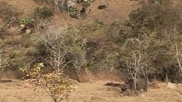 Неизвестная планета. Вараны острова Комодо смотреть онлайн