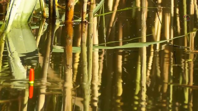 За Карасем, Старица, Рыбалка на поплавочную удочку, веселые поклевки на мормышку. Рыбалка смотреть онлайн