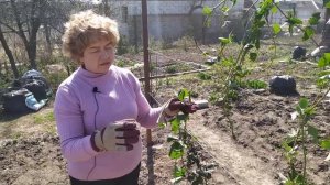 ЕЖЕВИКА. ПРАВИЛЬНАЯ ПОСАДКА, УХОД И ОБРЕЗКА. ШПАЛЕРА ДЛЯ ЕЖЕВИКИ И ЕЁ ПОДВЯЗКА.