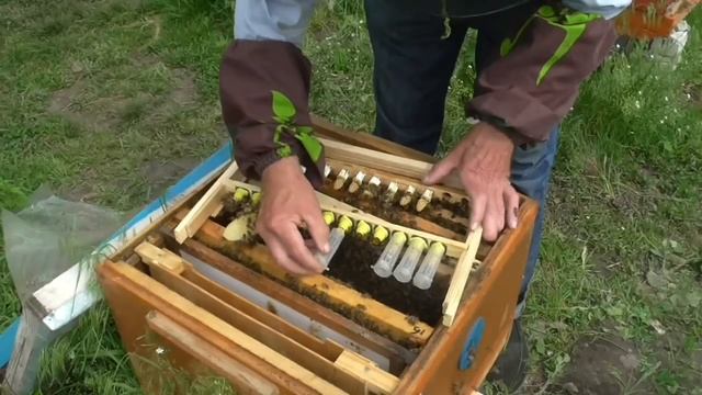 Изолирую маточники. смотреть онлайн