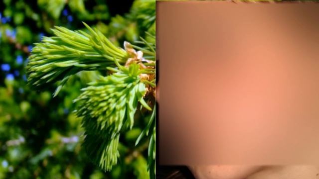 Секреты вечной молодости экстракт французкой среднеземноморской сосны Пикногенол смотреть онлайн