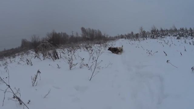 Алабай и Кавказец на прогулке смотреть онлайн