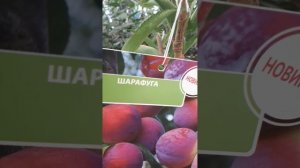 ШАРАФУГА!!! МИФ и ФАКТ!!! #натальялебедева  #хорошовдеревнелетом #шарафуга #сад #правда #миф