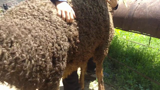 ЧАСТЬ(4)кочкорик 80 дней. 20 мая будет 3 месяца смотреть онлайн