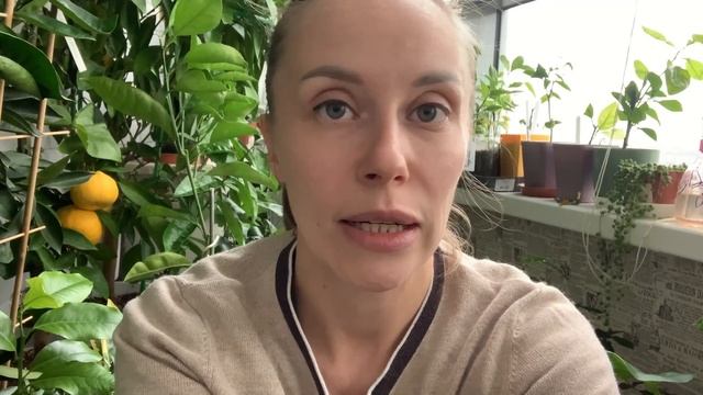 Лимон Диоскурия дегустация | цитрусы в домашних условиях смотреть онлайн