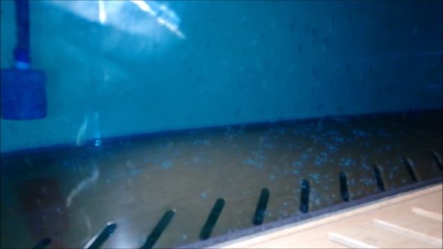 Данио GloFish от икры до подростка смотреть онлайн