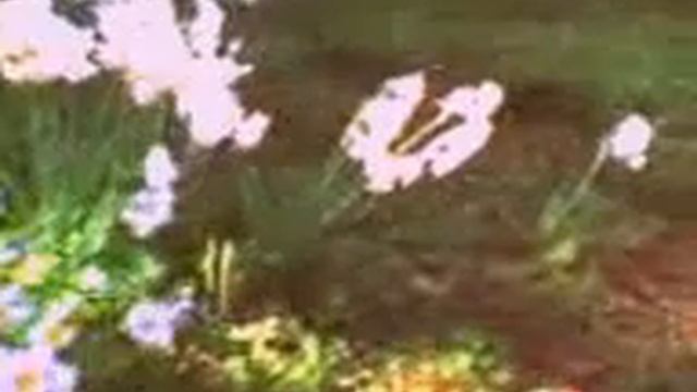 Нарциссы в ноябре. смотреть онлайн
