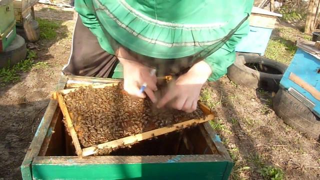 Пересадка семей в чистые ульи,весенняя ревизия пчелосемей... смотреть онлайн