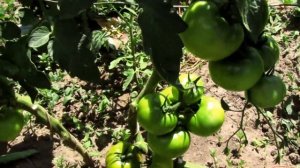 Томат Президент.