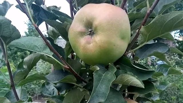 Яблоня сорт раннезимний Джумбо Помм(Большой Слоненок) смотреть онлайн