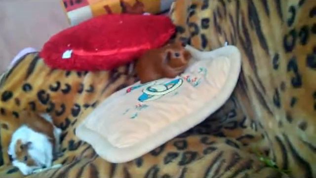 Попкорнинг морских свинок. Поросята радуются. смотреть онлайн