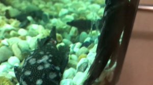 Аквариум. Сомики-анциструсы (прилипалы).Болезнь и гибель