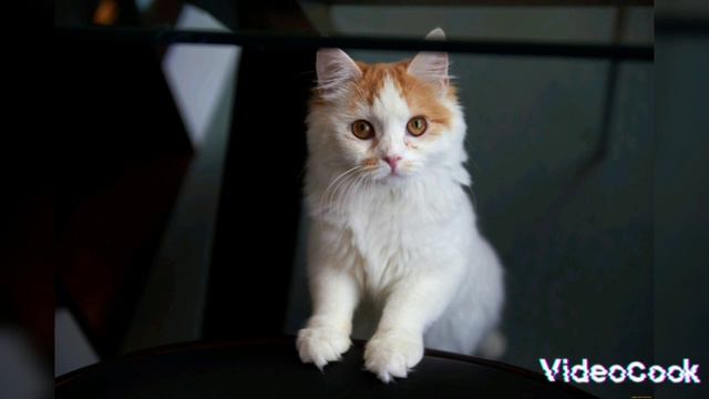 какой ты котик по знаку зодиака ЧАСТЬ 2 смотреть онлайн
