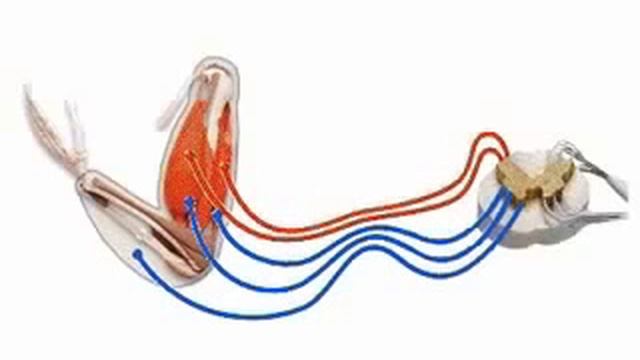 Центральная нервная система - Анатомия просто! смотреть онлайн